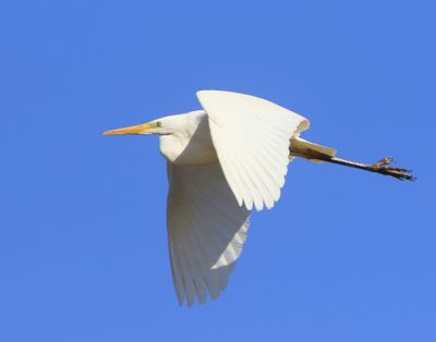 Grote Zilverreiger - Great Egret
