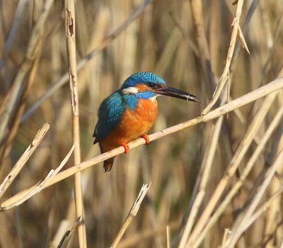 IJsvogel - Common Kingfisher