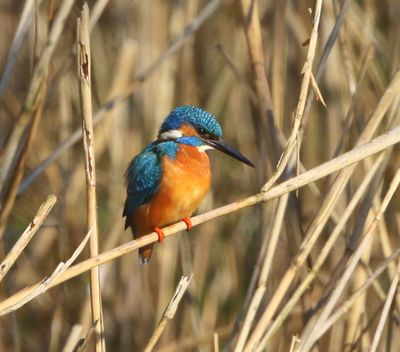 IJsvogel - Common Kingfisher