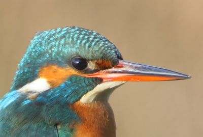 IJsvogel - Common Kingfisher