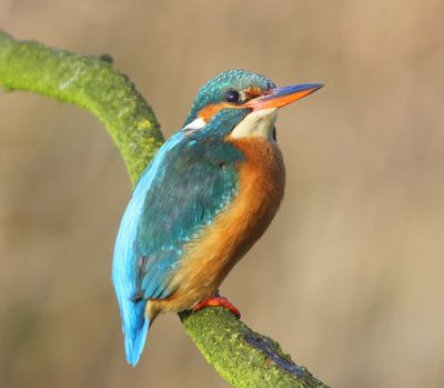 IJsvogel - Common Kingfisher