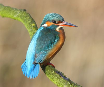 IJsvogel - Common Kingfisher