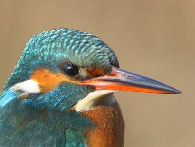 IJsvogel - Common Kingfisher