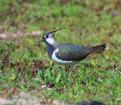 Kievit - Northern Lapwing