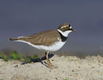 Kleine Plevier - Little Ringed Plover
