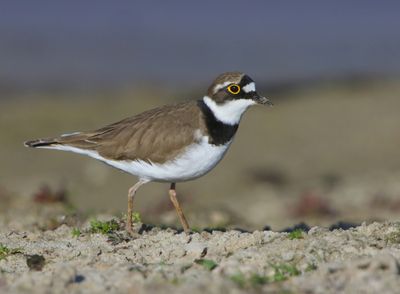 Kleine Plevier - Little Ringed Plover