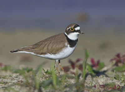 Kleine Plevier - Little Ringed Plover