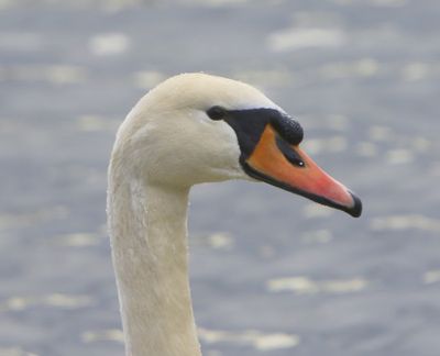 Knobbelzwaan - Mute Swan