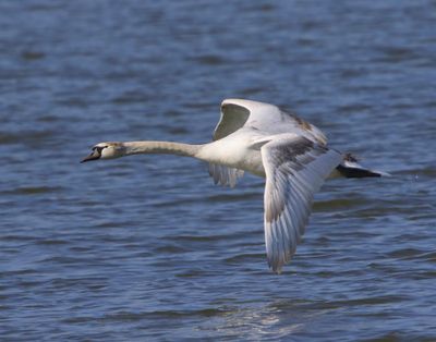 Knobbelzwaan - Mute Swan