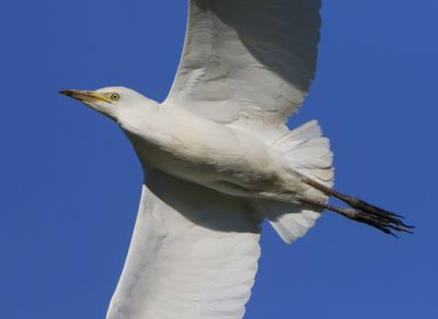 Koereiger - Cattle Egret