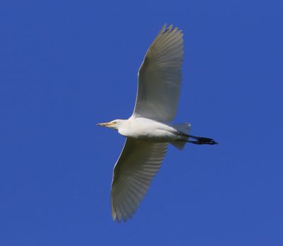 Koereiger - Cattle Egret