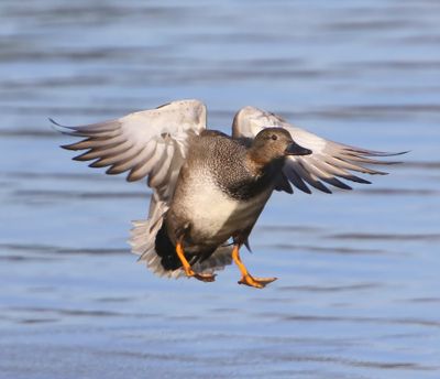 Krakeend - Gadwall