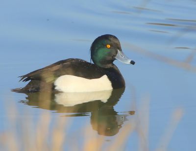Kuifeend - Tufted Duck