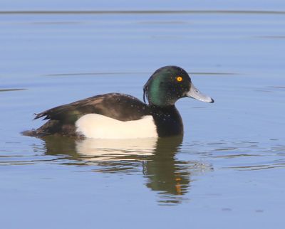 Kuifeend - Tufted Duck
