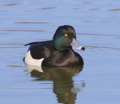 Kuifeend - Tufted Duck
