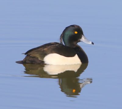 Kuifeend - Tufted Duck