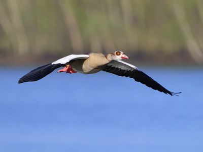 Nijlgans - Egyptian Goose