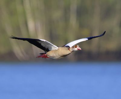 Nijlgans - Egyptian Goose