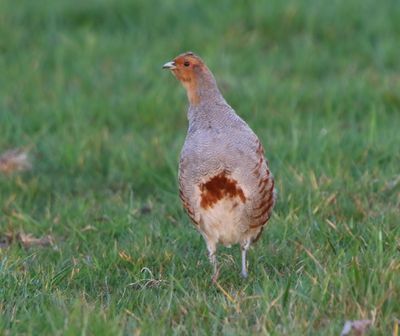 Patrijs - Grey Partridge
