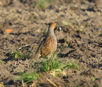 Patrijs - Grey Partridge