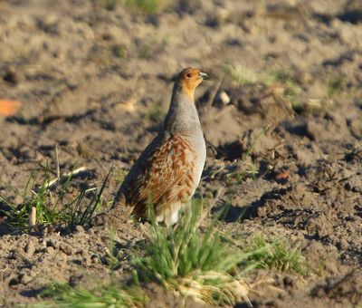 Patrijs - Grey Partridge