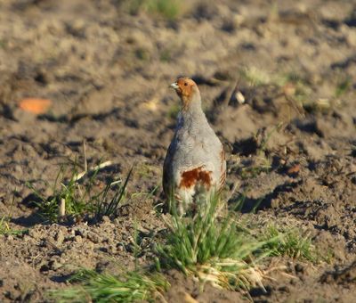 Patrijs - Grey Partridge