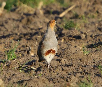 Patrijs - Grey Partridge