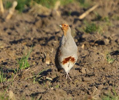 Patrijs - Grey Partridge