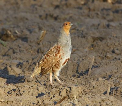 Patrijs - Grey Partridge