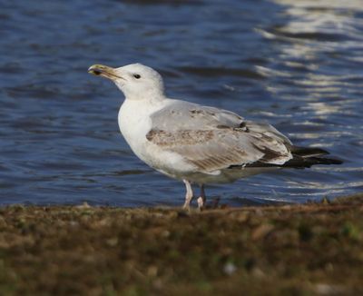 Pontische Meeuw - Caspian Gull