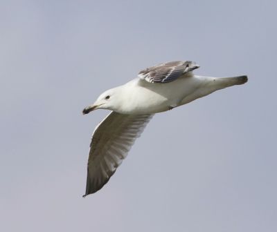 Pontische Meeuw - Caspian Gull