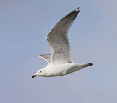 Pontische Meeuw - Caspian Gull