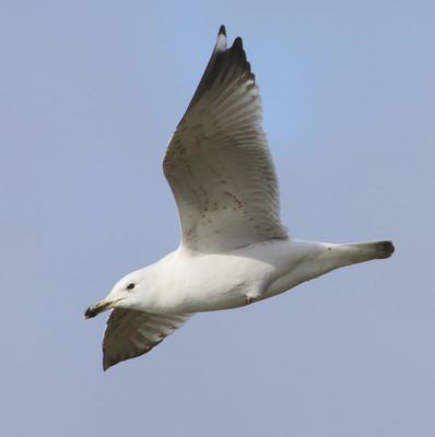 Pontische Meeuw - Caspian Gull