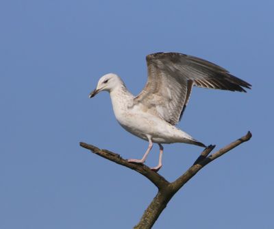 Pontische Meeuw - Caspian Gull