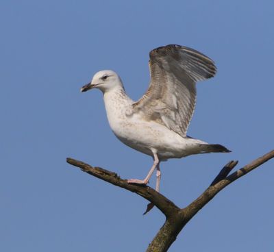 Pontische Meeuw - Caspian Gull
