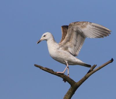 Pontische Meeuw - Caspian Gull