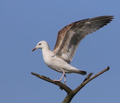 Pontische Meeuw - Caspian Gull