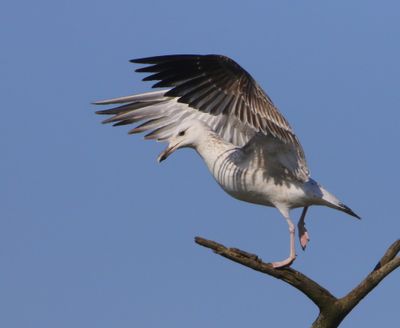 Pontische Meeuw - Caspian Gull