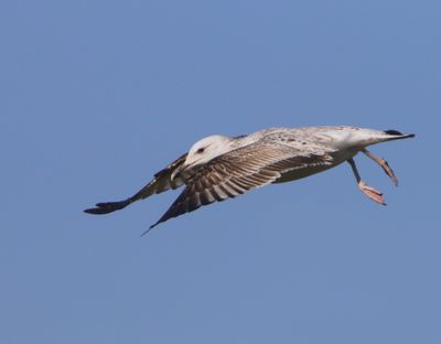 Pontische Meeuw - Caspian Gull