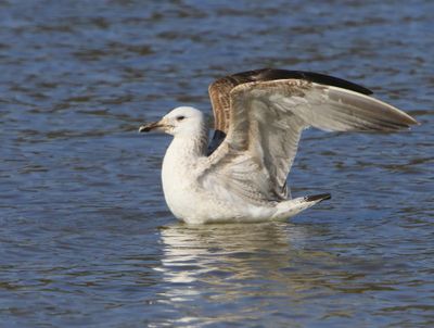 Pontische Meeuw - Caspian Gull