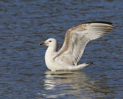 Pontische Meeuw - Caspian Gull