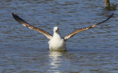 Pontische Meeuw - Caspian Gull