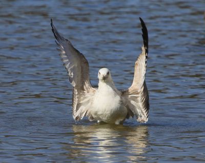 Pontische Meeuw - Caspian Gull