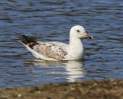 Pontische Meeuw - Caspian Gull