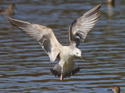 Pontische Meeuw - Caspian Gull