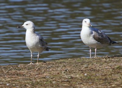 Pontische Meeuwen - Caspian Gulls