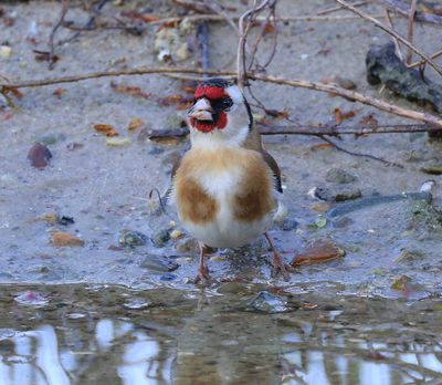 Putter - European Goldfinch
