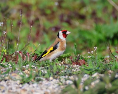 Putter - European Goldfinch