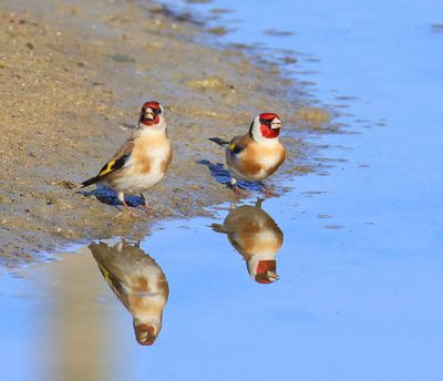 Putters - European Goldfinches