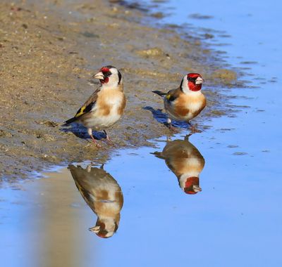 Putters - European Goldfinches